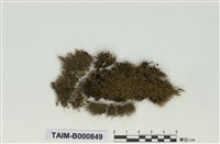 藏品(青苔科)的圖片